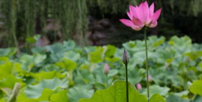 湖北園林青酒業(yè)股份有限公司音樂片