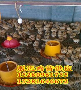 攀枝花土雞苗,攀枝花土雞苗銷售_農(nóng)副產(chǎn)品_世界工廠網(wǎng)