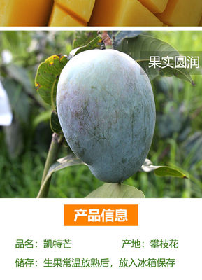 【爆甜】四川攀枝花芒果凱特大芒果超大甜芒果大青芒應季新鮮水果【9月15日發完】