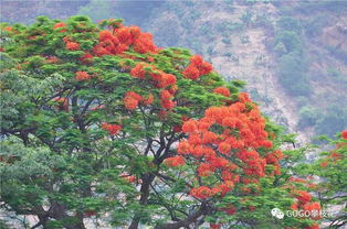 火紅的鳳凰花開了,攀枝花的夏天到了 大量高清美圖