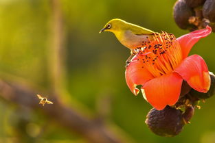陽光的味道 2017年度攀枝花 十大新聞 揭曉 附中獎名單