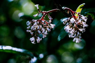 好消息 攀枝花唯一一個國家地質公園將誕生