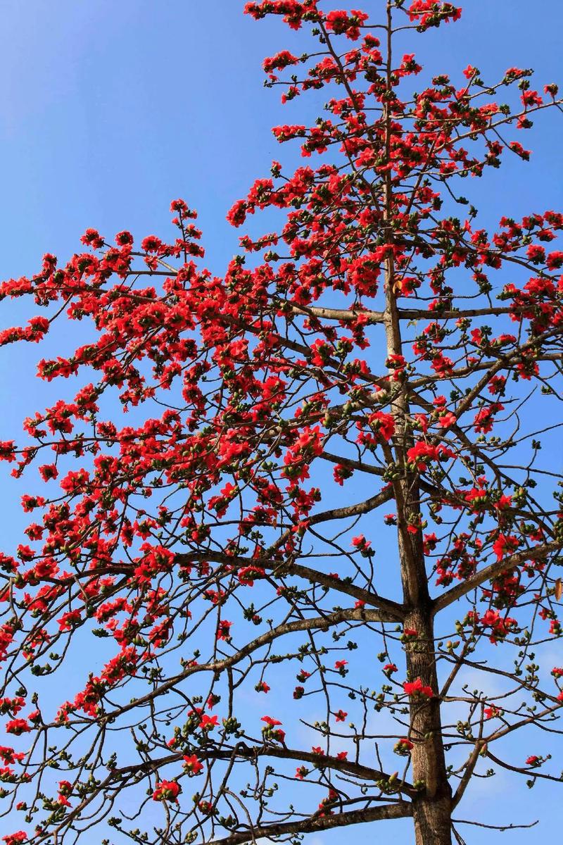 攀枝花開紅如火,迷其風(fēng)姿難舍離