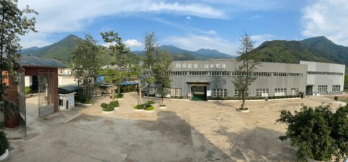 四喜鹽邊 攀枝花桑葚產(chǎn)業(yè)的璀璨明珠